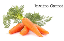 Nhân giống invitro Cà rốt (DAUCUS CAROTA L.)