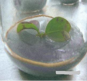plate-2-nuoi-cay-mo-cay-que.png