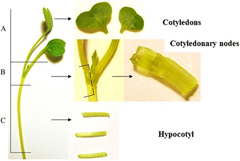 Cotyledon-cotyledonary-node-and-hypocotyl-explants-from-a-7-day-old-crambe-seedling-The.png