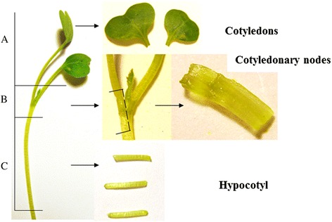 Cotyledon-cotyledonary-node-and-hypocotyl-explants-from-a-7-day-old-crambe-seedling-The.png