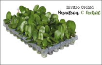 Môi trường gieo hạt Lan invitro- Knudson C Orchid