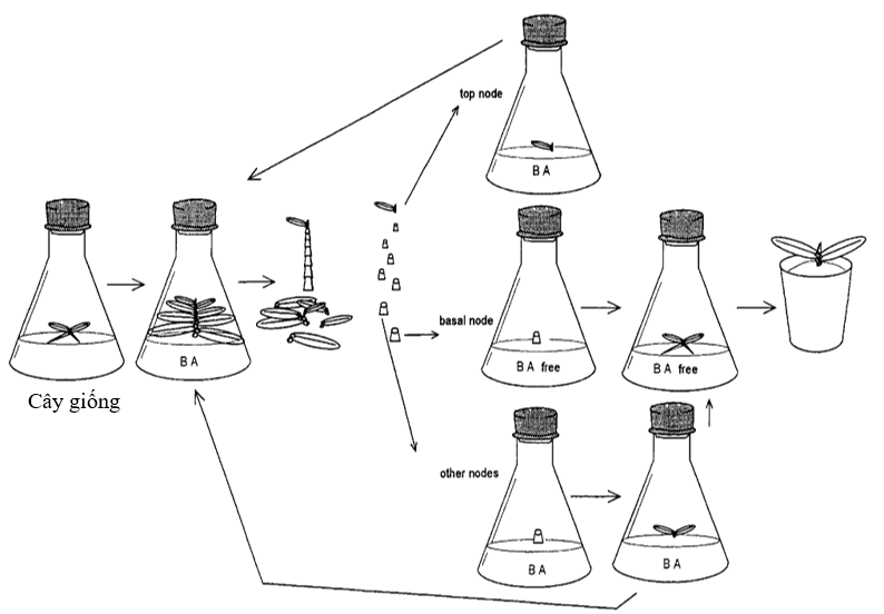 hinh-1-nhan-giong-lan-ho-diep.PNG