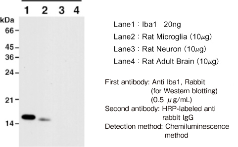 iba1_-western-blotting.jpg