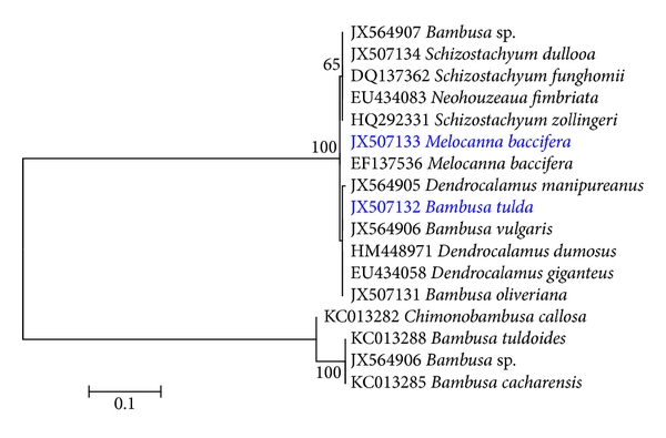 nuoi-cay-mo-cay-tre-hinh-1.jpg