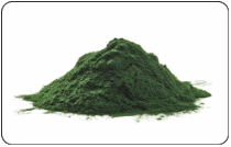 Nuôi tảo Spirulina trong những môi trưởng lỏng khác nhau