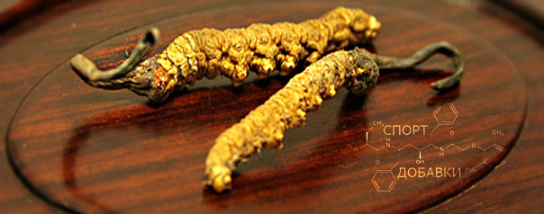 đong-trung-ha-thao-(1).jpg đong-trung-ha-thao-(1).jpg