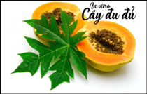 Nhân giống in vitro cây đu đủ (Carica papaya L.)