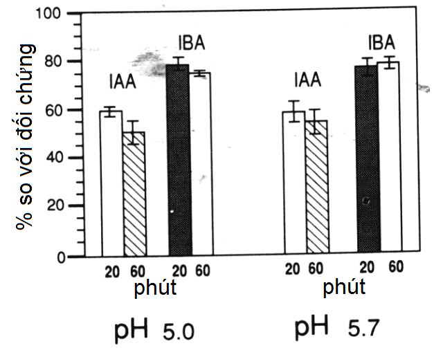 hinh-1-anh-huong-cua-iba-va-iaa.png hinh-1-anh-huong-cua-iba-va-iaa.png