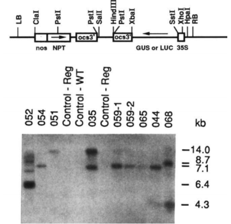 Ban-đo-cua-đoan-DNA-8-8-kb-tich-hop-vao-pRK290.png