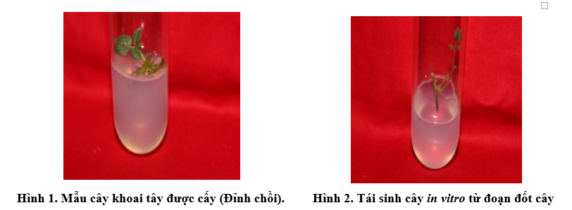 hinh-1-hinh-2-nuoi-cay-mo-khoai-tay.PNG
