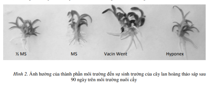 hinh-2-moi-truong-vacin-went.PNG