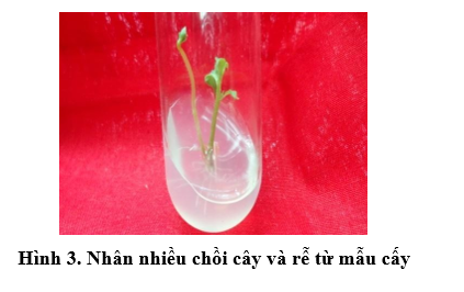 hinh-3-nuoi-cay-mo-khoai-tay.PNG hinh-3-nuoi-cay-mo-khoai-tay.PNG