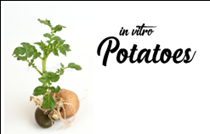 Tái sinh in vitro cây khoai tây (Solanum tuberosum L.) sử dụng tỷ lệ nồng độ hormone khác nhau