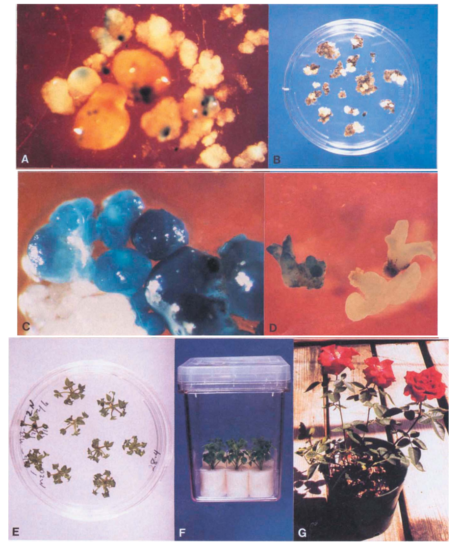 Chuyen-gen-cua-Rosa-hybrida-cv-Royalty.png Chuyen-gen-cua-Rosa-hybrida-cv-Royalty.png