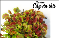 Nuôi cấy mô cây ăn thị Drosera và Dionaea để sản xuất các hợp chất thứ cấp có hoạt tính sinh học