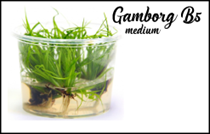 Môi trường Gamborg B5