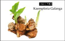 Nhân giống invitro cây địa liền Kaempferia Galanga (Zingiberaceae)