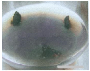 plate-1-nuoi-cay-mo-cay-que.png