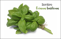 NHÂN GIỐNG IN VITRO LOÀI HÚNG QUẾ TÂY Ocimum basilicum L. (Họ Lamiaceae)