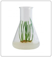 HORMONE SINH TRƯỞNG THỰC VẬT